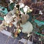 Symphoricarpos albusПлод