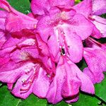 Rhododendron catawbiense Květ