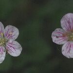 Erodium reichardii 花