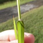 Dichanthium annulatum पत्ता