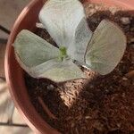 Cotyledon orbiculataBlad