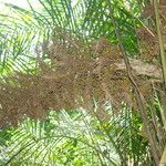 Raphia hookeri Fruto