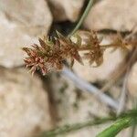 Crassula alata Fruit