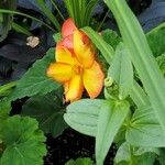 Begonia grandisFlower