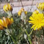 Crepis nicaeensis പുഷ്പം