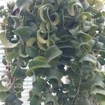 Aeschynanthus radicans 葉