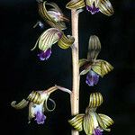 Hexalectris spicata Květ