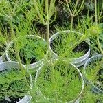 Cosmos parviflorus Leaf