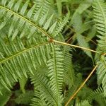 Dicranopteris linearis Leaf