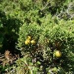 Juniperus phoenicea Fruit