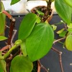 Begonia molleri 葉