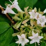 Abelia chinensis Flower