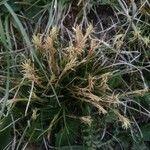 Carex humilis Kwiat