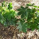 Fatsia japonicaAltul/Alta