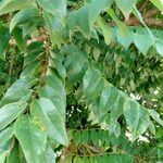 Phyllanthus acidus 葉