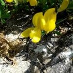 Cytisus decumbens Çiçek