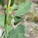 Trifolium spadiceum Deilen