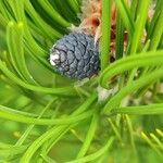 Pinus banksiana फूल