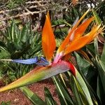 Strelitzia reginaeFlower