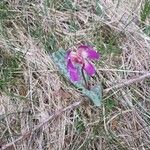 Erythronium dens-canisBlomma