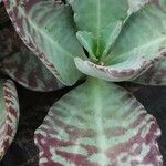 Kalanchoe marmorata Blad