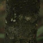 Licania densiflora Kůra