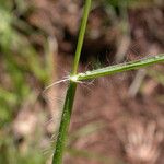 Danthonia californica چھال