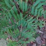 Osmunda regalis Blad