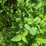 Praxelis clematidea Frunză