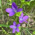 Triodanis perfoliata Flor