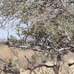 Boscia albitrunca Kabuk