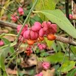 Euonymus latifolius Ffrwyth