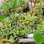 Saxifraga cochlearis Frunză