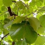 Erythrina abyssinica Leaf