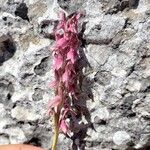 Anacamptis sancta Flor