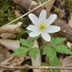 Anemone nemorosaᱵᱟᱦᱟ