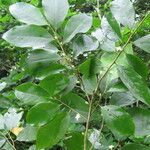 Sanrafaelia ruffonammari Hoja