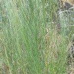 Retama monosperma Leaf