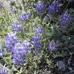 Lupinus sellulus Habit