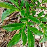 Amorphophallus paeoniifolius Blatt