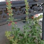 Salvia roemeriana Flor
