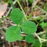 Trifolium nigrescens পাতা