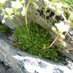 Saxifraga exarata Otro