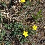 Hypericum linariifolium Hábito
