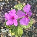 Catharanthus roseusBlomma