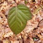 Rubus macrophyllus Blad