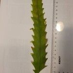 Lepismium houlletianum Leaf