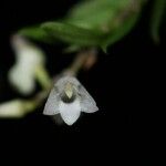 Podochilus hellwigii