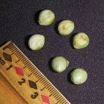Sorocea pubivena Otro