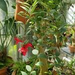 Aeschynanthus radicans Alkat (teljes növény)